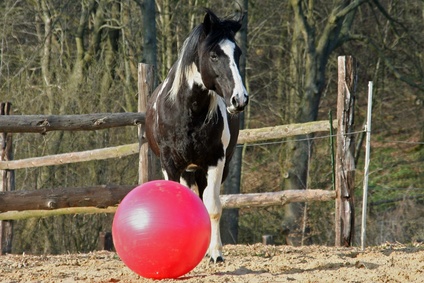 Gelassenheitstraining