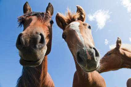 Horse Agilty